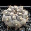 Copiapoa_mollicula